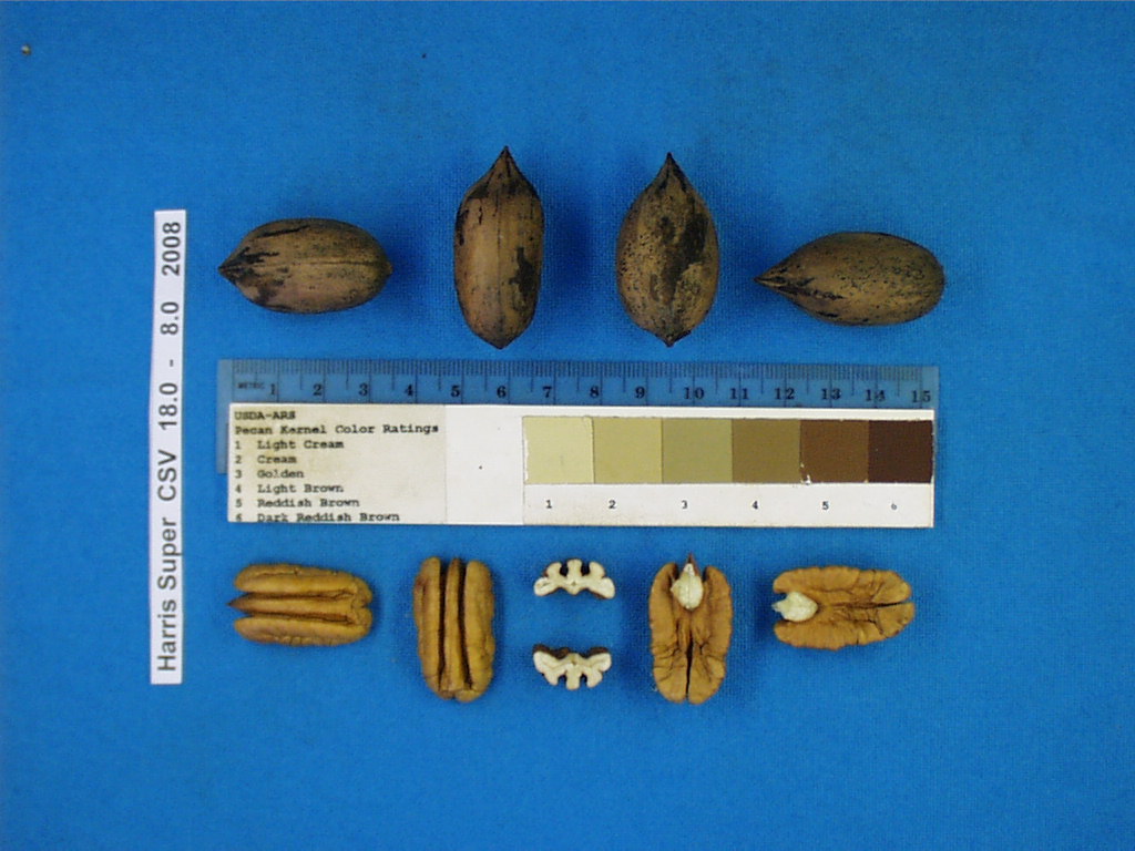 Click for 2 image(s) for this accession. Image